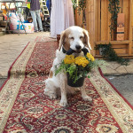 BĂRBAȚI PE MĂTĂSARI